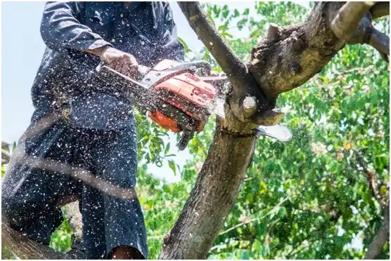 tree services Ropesville